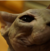 uploadfromtaptalk1413212839718.png
