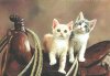 two_kittens_on_a_saddle-1413096.jpg
