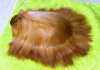 Hairy Hamster.jpg