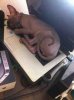ImageUploadedByTapatalk1347544661.609241.jpg ImageUploadedByTapatalk1347544661.609241.jpg