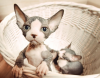 upload_2015-12-8_14-46-29.png