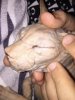 UNADJUSTEDNONRAW_thumb_e17.jpg