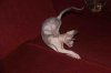 ImageUploadedByTapatalk1355780011.356784.jpg ImageUploadedByTapatalk1355780011.356784.jpg