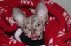 ImageUploadedByTapatalk1355780045.121037.jpg ImageUploadedByTapatalk1355780045.121037.jpg