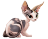 cat1fS2.png