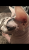 AF17184A-C42E-4791-81D4-D583877299DF.png