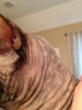 ImageUploadedByTapatalk1360030403.949788.jpg