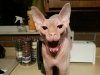 hairy yawning.jpg