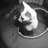 ImageUploadedByTapatalk1360587493.388909.jpg ImageUploadedByTapatalk1360587493.388909.jpg