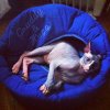 ImageUploadedByTapatalk1360587516.758395.jpg ImageUploadedByTapatalk1360587516.758395.jpg