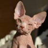 peanut6.jpg