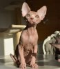 peanut8.jpg