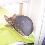 Haji the Sphynx