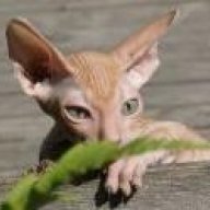 PixySphynx