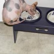 Cleocat