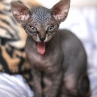 Cleopawtra