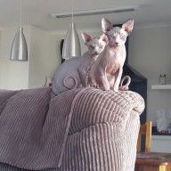Squirra