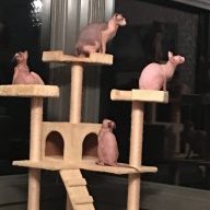 Wilkinshm