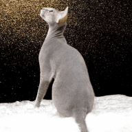 meegeethesphynx
