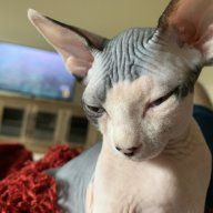 Sphynxxdad