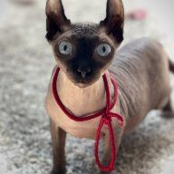 OzziNPhobe