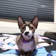 MotleyGirl