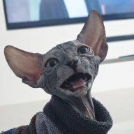 TorytoryCat