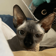 Sphynxbabies