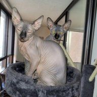 Mishu2Sphynx