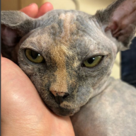 Microkitty