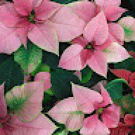 Kayla66