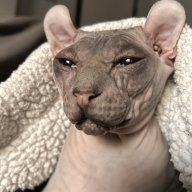 Josesphynx