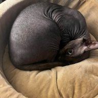 sphynxgrey