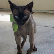 naked kitty mom