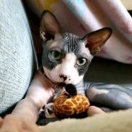 MarleyCat