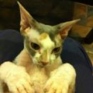 SphynxSaga