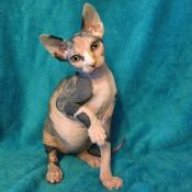 SundayTheSphynx