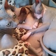 sickkitty
