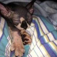 Mr.Nixions Mommy