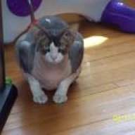 mozartkitty
