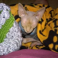Mama Sphynx