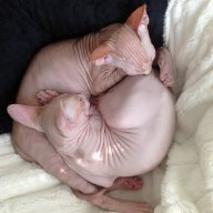KevinandFrank