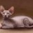 Liely sphynx
