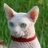 hotmooncat