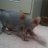 mysphynxzero