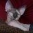 sphynxies