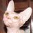 want a sphynx