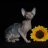 Kitty0627