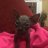 Kittyvegas