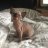 Sphynxminx